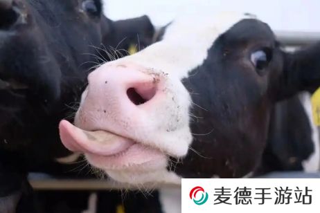 网络用语牛校出牛子是什么梗