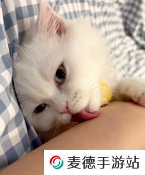 网络用语舔猫型是什么梗