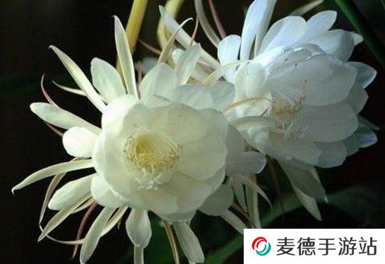 2021《支付宝》蚂蚁庄园4月5日每日一题答案